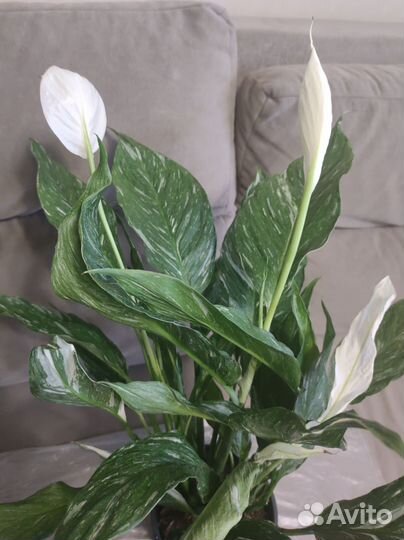 Спатифиллум Даймонд цветущий