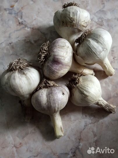 Крупный чеснок 200.черная смородина 150 кг