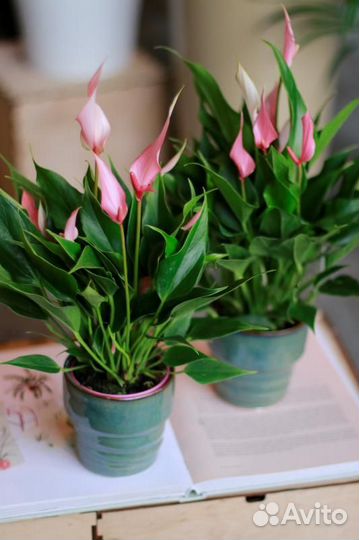 Антуриум Лили (чудесный розовый спатифиллум)
