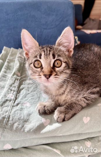 Ласковая и игручая девочка ищет любящих хозяев