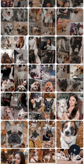 Передержка животных