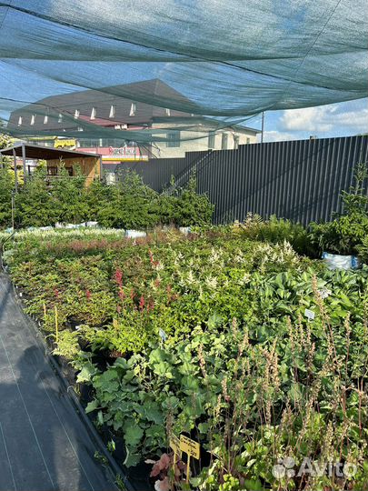 Большой выбор многолетников