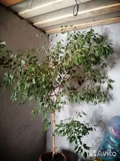 Фикус большой