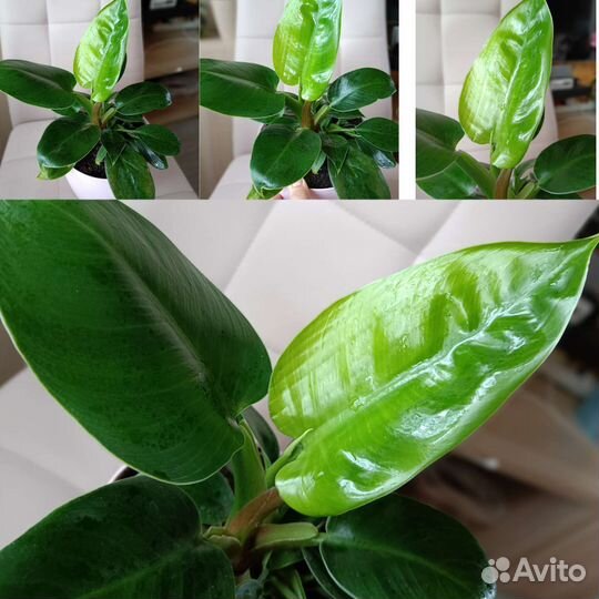 Филодендрон Грин Принцесс