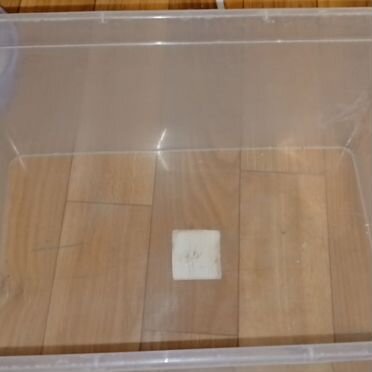 Улитки ахатины