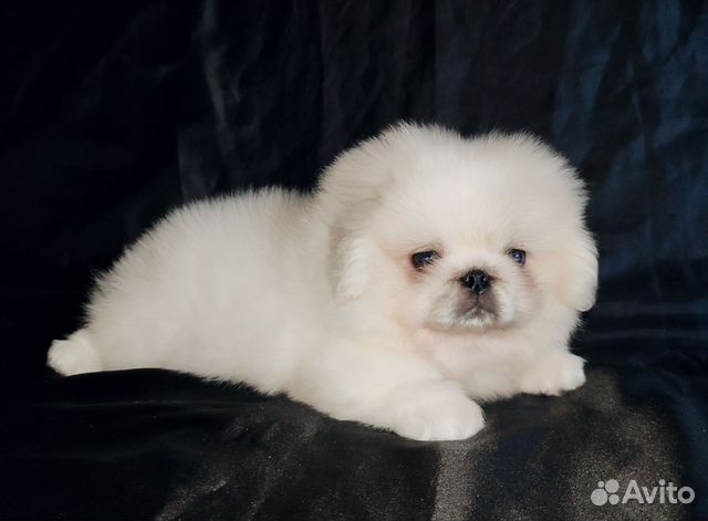 Пекинес, мальчик купить в Москве | Животные и зоотовары | Авито