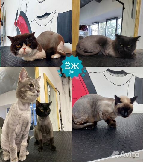 Мытье и стрижка кота/кошки