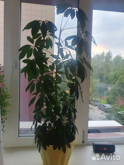 Шефлера