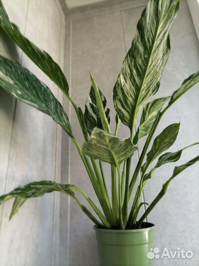 Спатифиллум даймонд