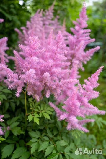 Лилейники, астильбы, купена, лилии