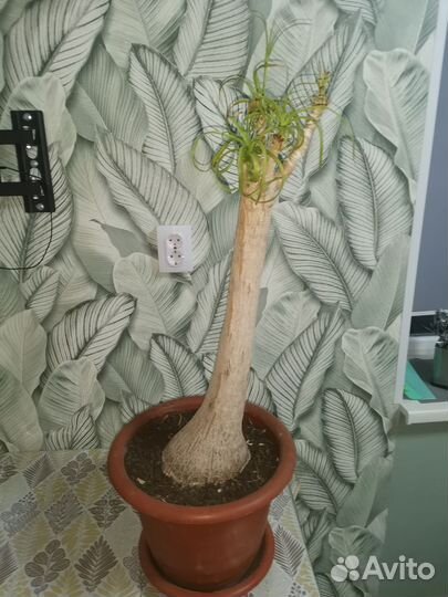 «нолины»Экзотическое дерево из семейства спаржевых