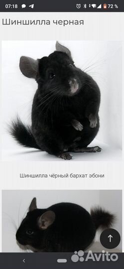 Шиншилла с клеткой
