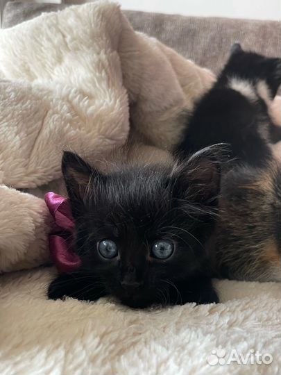 Чёрный Кот/ котёнок