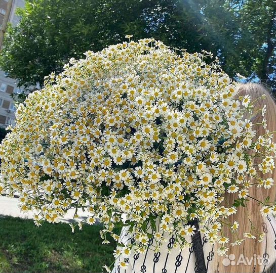 Ромашки букет
