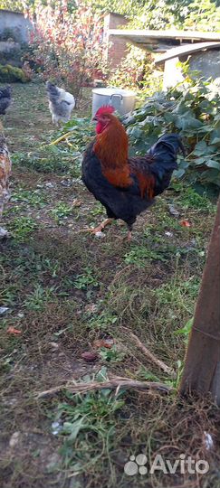 Молодые петухи