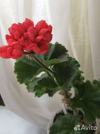 Пеларгония тюльпановидная