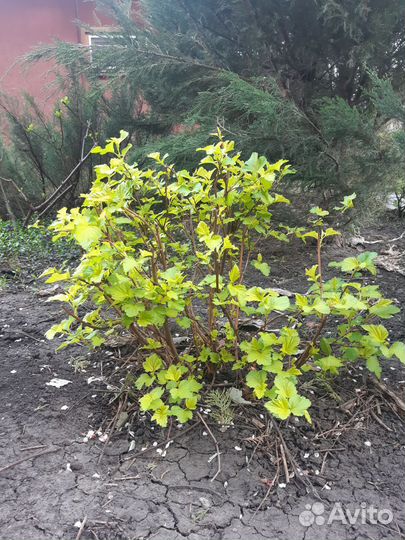 Пузыревлодник желтолистный