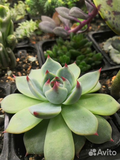 Суккуленты 6