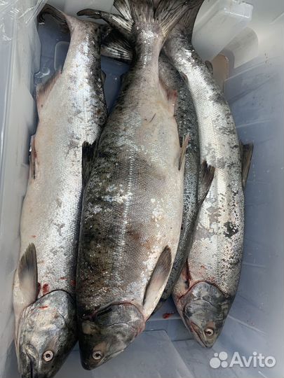 Чавыча свежая