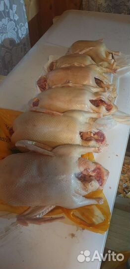 Утка домашняя мясо