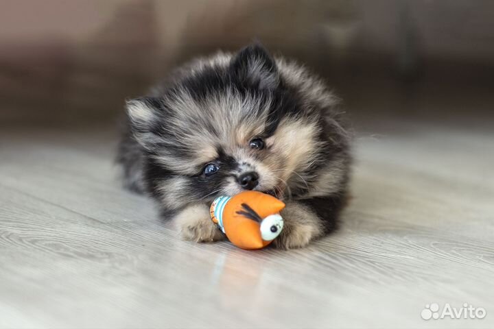 Померанский шпиц