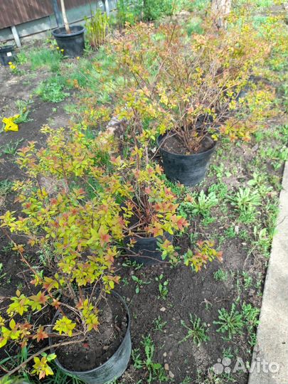 Спирея кустовая цветет розовым