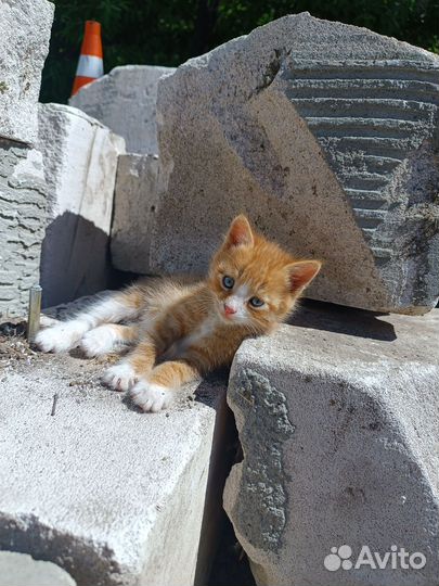 Отдам в добрые руки котят