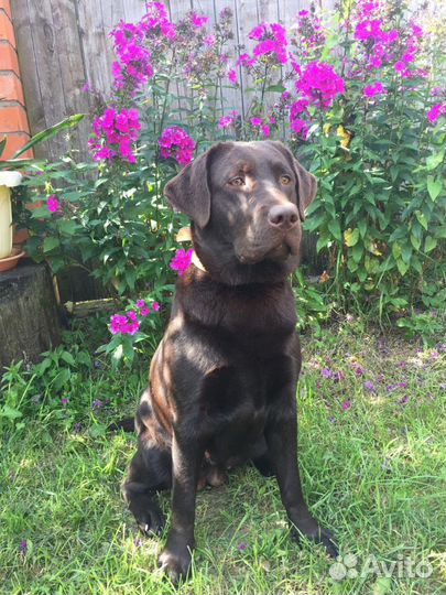 Передержка собак