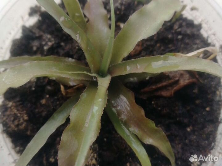 Криптантус