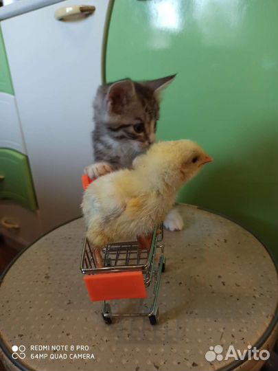 Котята