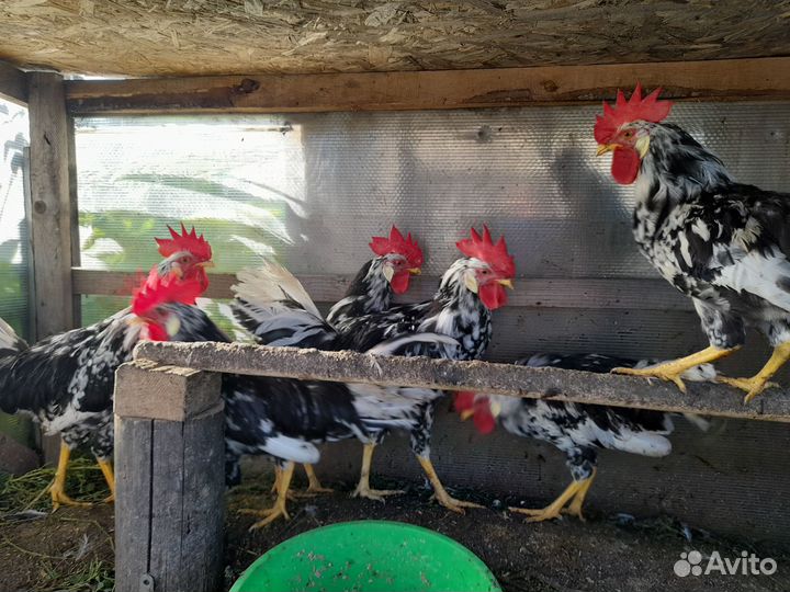 Домашняя птица