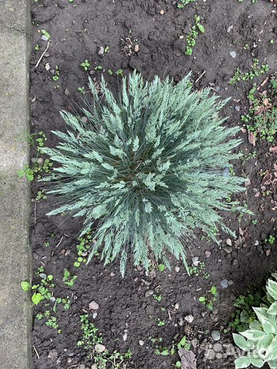 Овсянница сизая