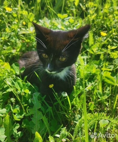 Котята