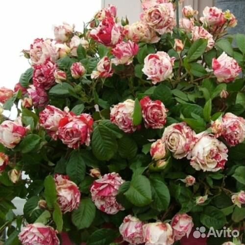 Питомник С принимает заказы на розы шраб