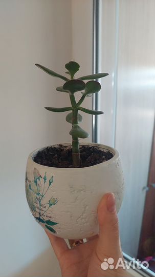 Комнатные цветы