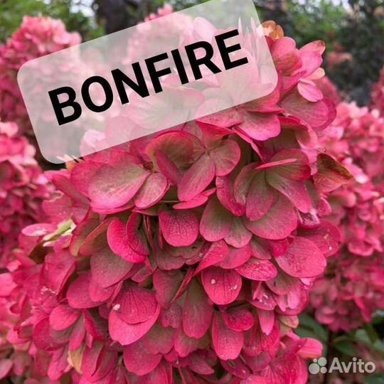 Саженцы гортензии метельчатая