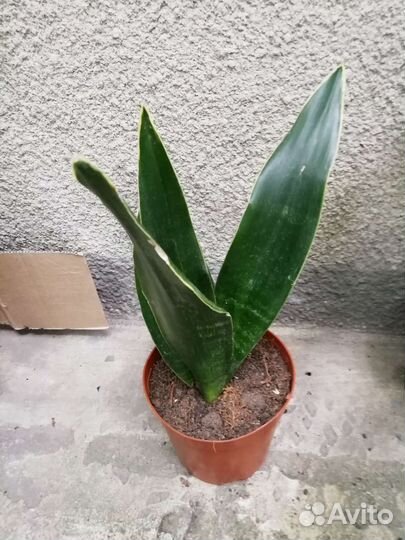 Сансевьерии