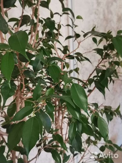 Фикус бенджамина большой, с кашпо