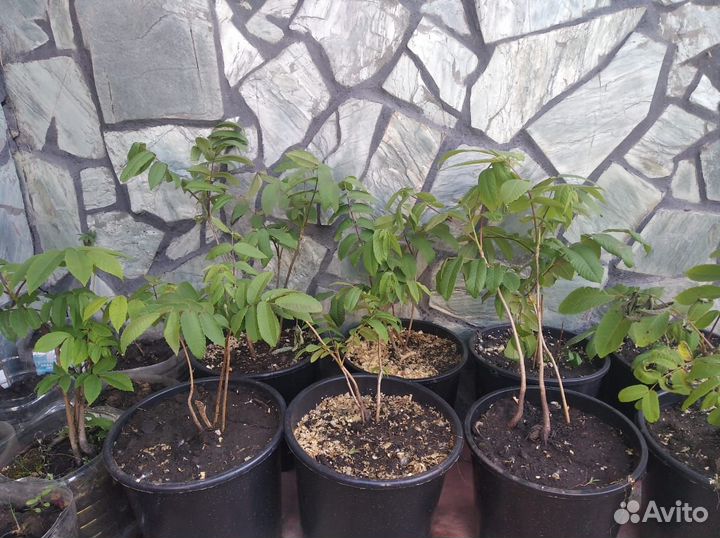 Маньчжурский орех