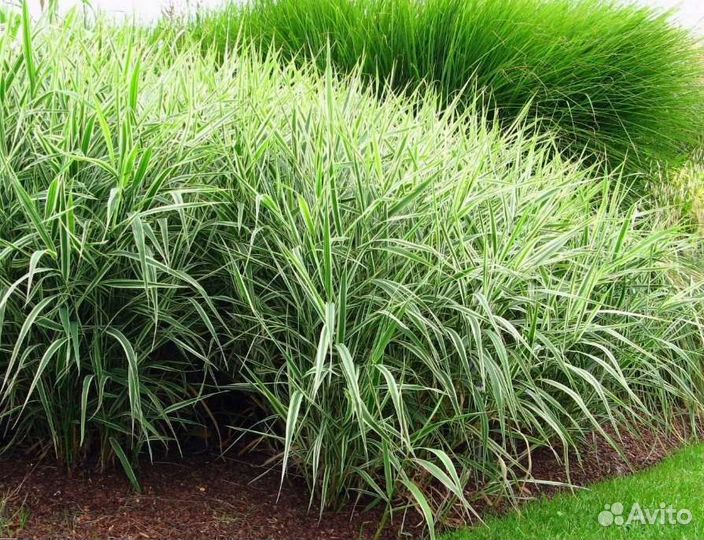 Папоротник флоксы цветы