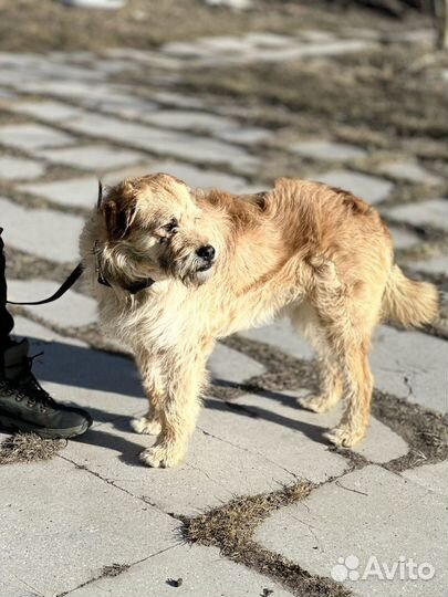 Собака в добрые руки