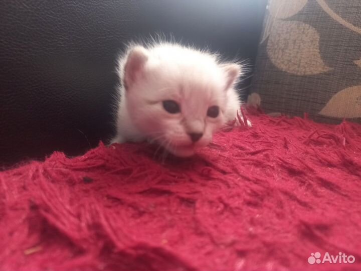 Кошка в дар бесплатно