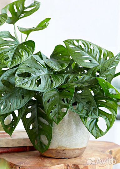 Монстера Манки маск