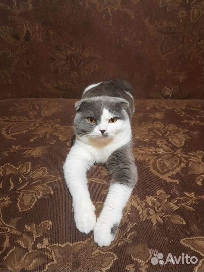 Котика на вязку