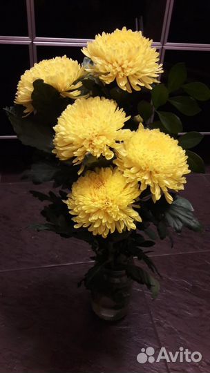 Хризантема жёлтая
