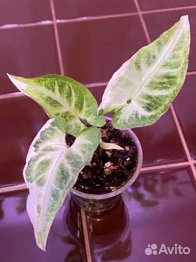 Сингониум Т-25 вариегатный