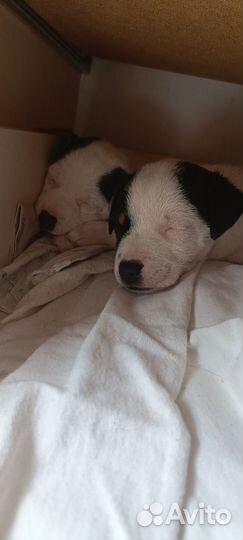 Щенки джек Рассел терьер