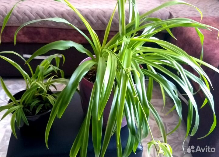 Хлорофитум хохлатый