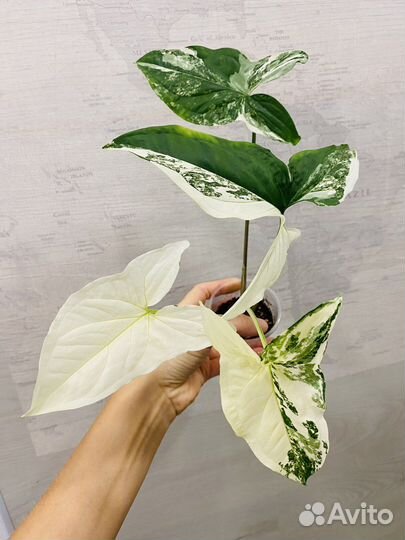 Сингониум imperial white