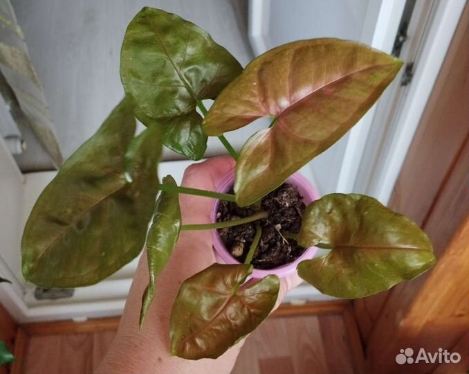 Сингониумы